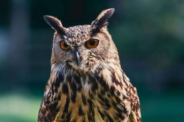 un hibou fixe lobjectif avec ses grands yeux orange devant un fond vert flou