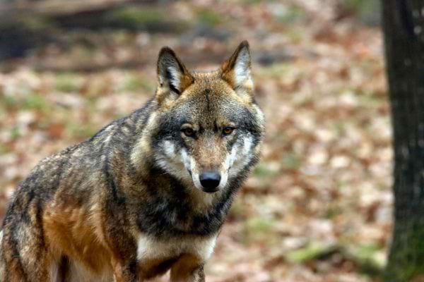 un loup se tient dans une foret aux feuilles mortes regard dirige vers lobjectif