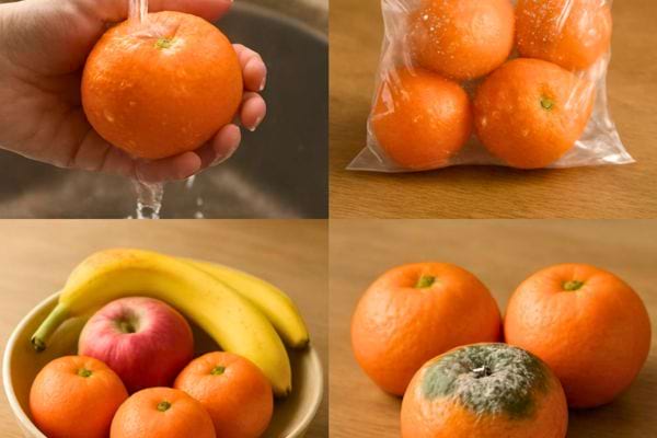 Trois mandarines dont une avec moisissure verte visible sur la peau