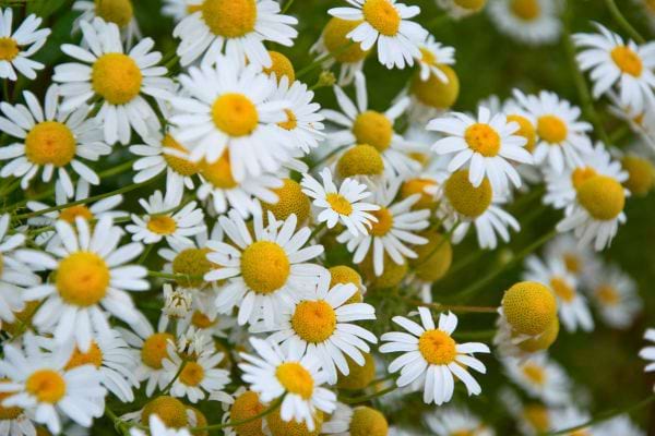 un groupe de petites marguerites blanches avec un centre jaune en gros plan