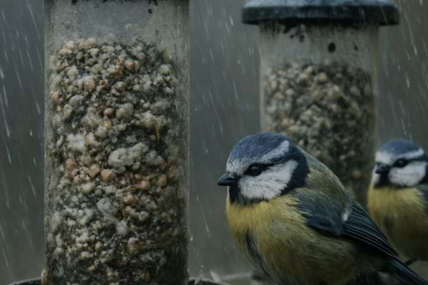 une mesange se tient pres de distributeurs remplis de nourriture sous la pluie