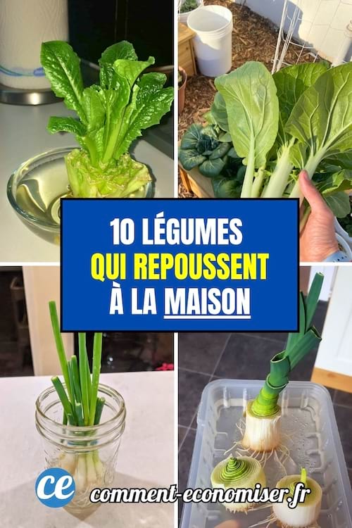 10 L&eacute;gumes Qui Repousse &agrave; la maison 
