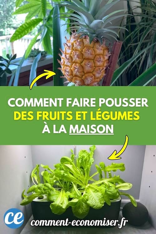 Comment Faire Pousser Des Fruits Et L&eacute;gumes  &Agrave; La Maison