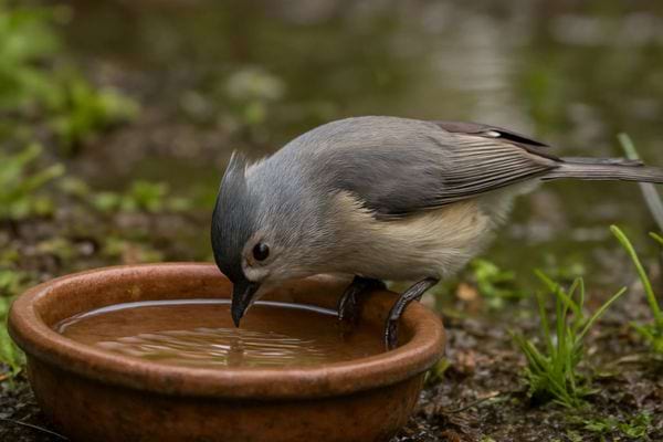 un petit oiseau gris boit dans une coupelle d eau posee au sol humide
