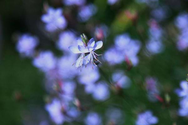 une petite fleur blanche est nette au premier plan avec des fleurs floues en arriere plan