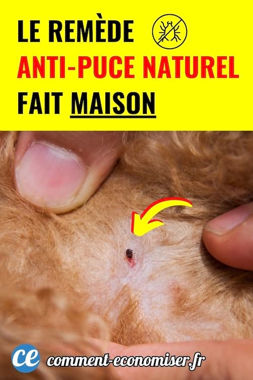 gros plan dune puce accrochee a la peau dun chien