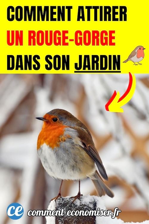 un rouge gorge dans un jardin enneig&eacute;