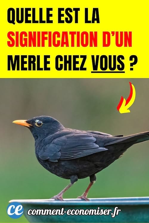 un merle pos&eacute; sur une coupelle d'eau