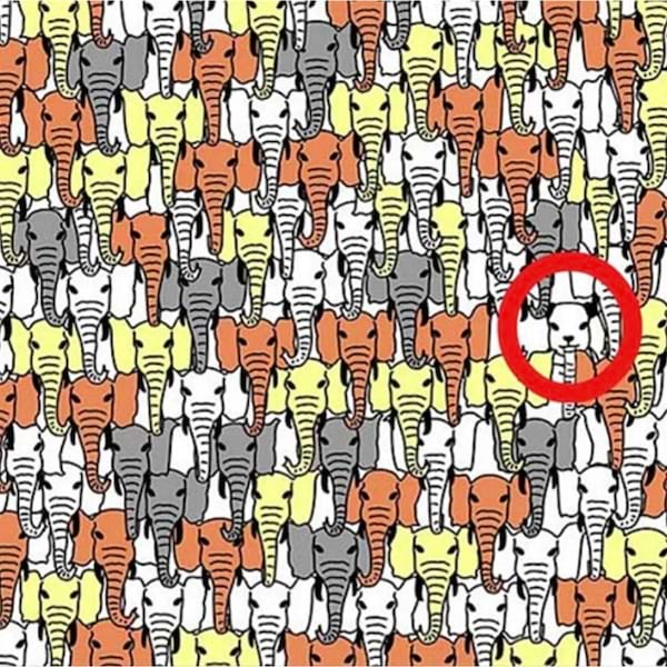 La solution à l'énigme visuelle du panda caché parmi les éléphants
