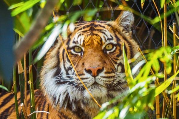un tigre observe a travers des tiges de bambou avec un regard puissant