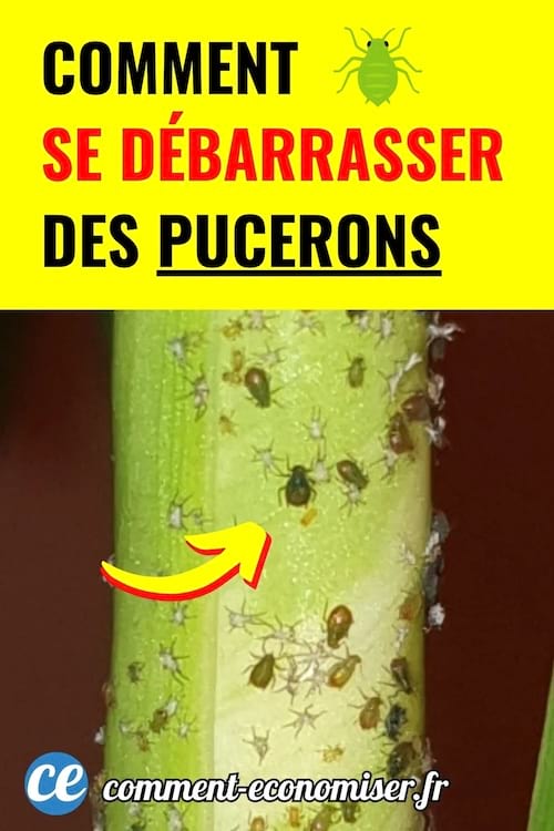 Une m&eacute;thode naturelle pour retrouver un jardin sain, sans ab&icirc;mer vos cultures ni utiliser de produits toxiques.
