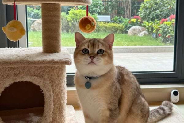un chat regarde une personne a linterieur dune maison pres dune fenetre