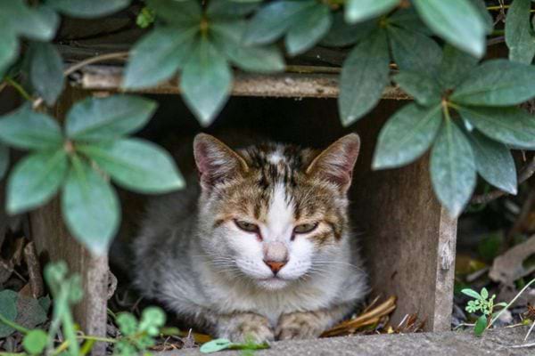 plusieurs chats mangent de la nourriture dans la rue pres dun trottoir