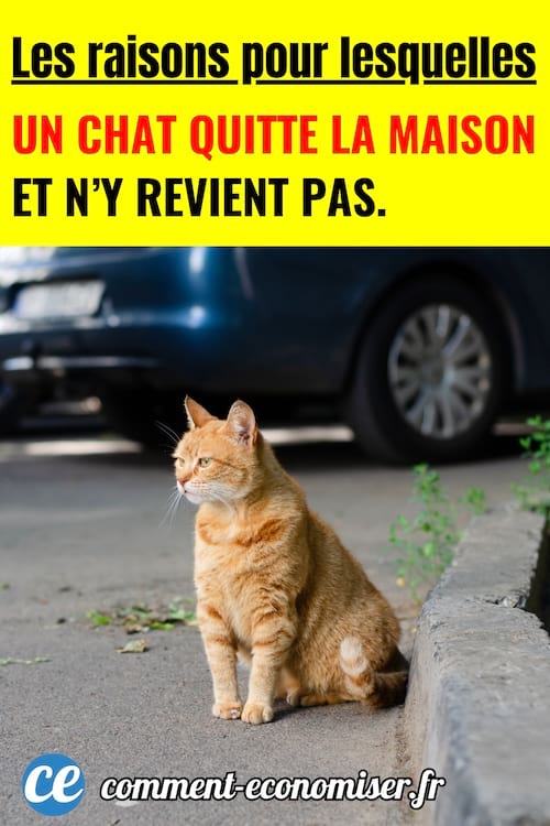 un chat roux qui est assis dans la rue