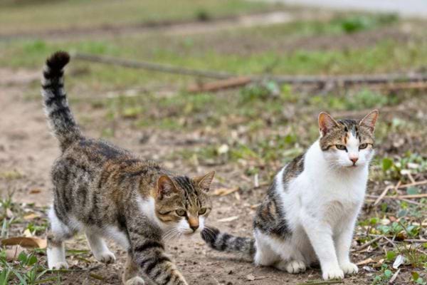 deux chats marchent dans un espace naturel a la campagne