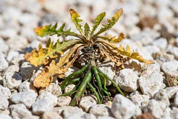 Un plan tr&egrave;s rapproch&eacute; sur une mauvaise herbe tenace qui pousse dans des graviers blancs