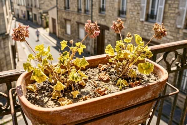 Withered geraniums in a balcony planter during a very hot sunny summer day