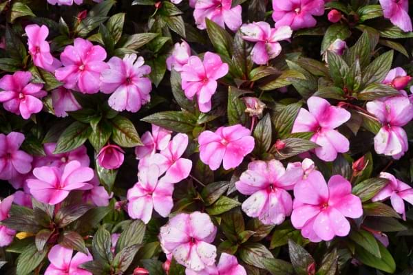 Beautiful pink and white Impatiens flowers 