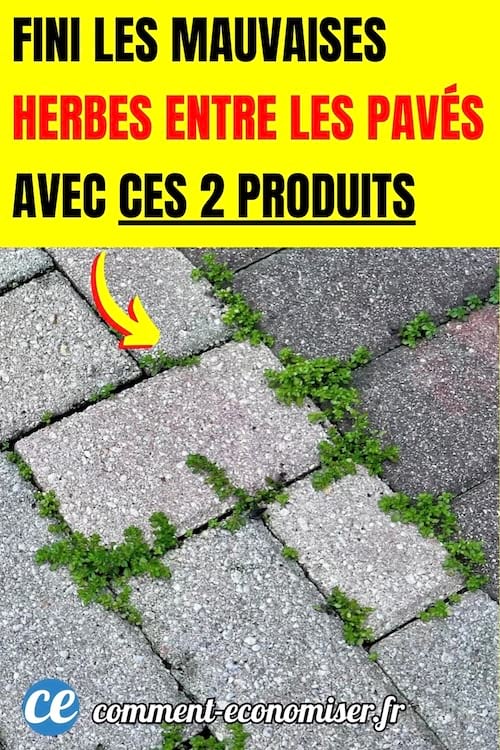 des mauvaises herbes qui poussent entre les pavés d'une terrasse