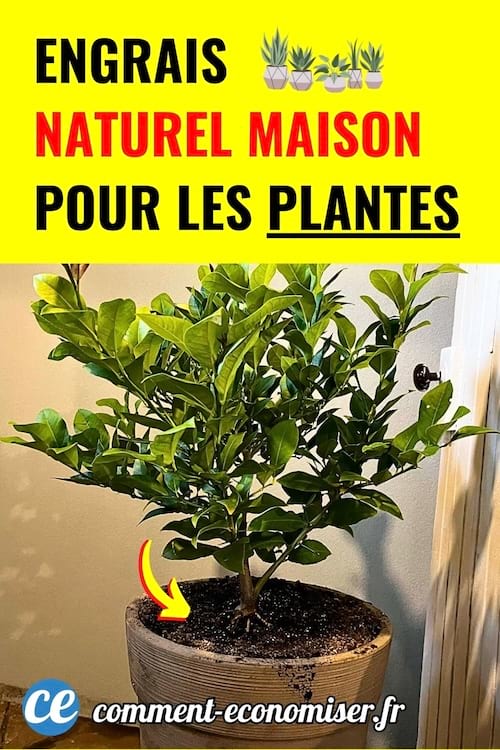 Une plante verte en pot illustre un engrais naturel maison pour nourrir les plantes.