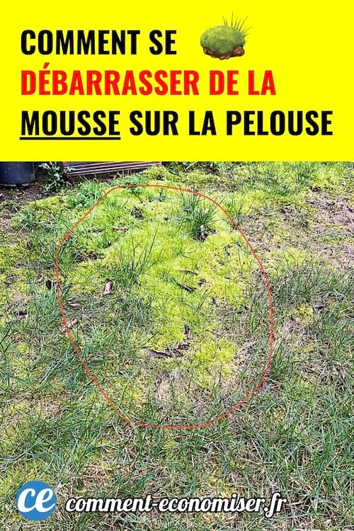 Une zone de pelouse envahie de mousse verte est entouree pour montrer comment s&rsquo;en debarrasser.