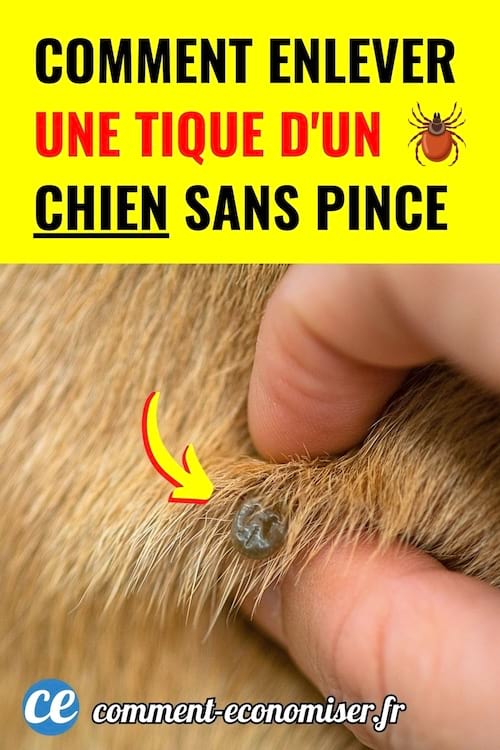 Une tique accrochee a la peau d’un chien est montree de pres pour expliquer comment l’enlever.