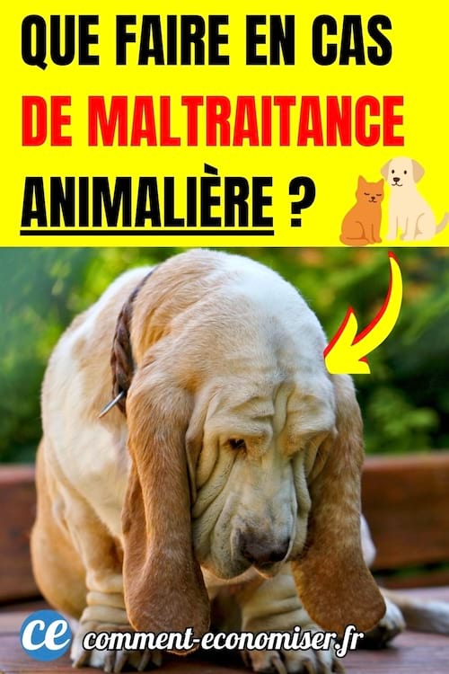 un gros chien malheureux
