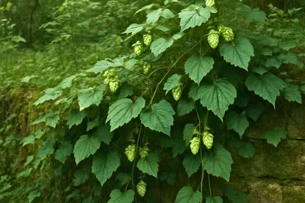 une plante de houblon pousse le long dun mur avec plusieurs cones