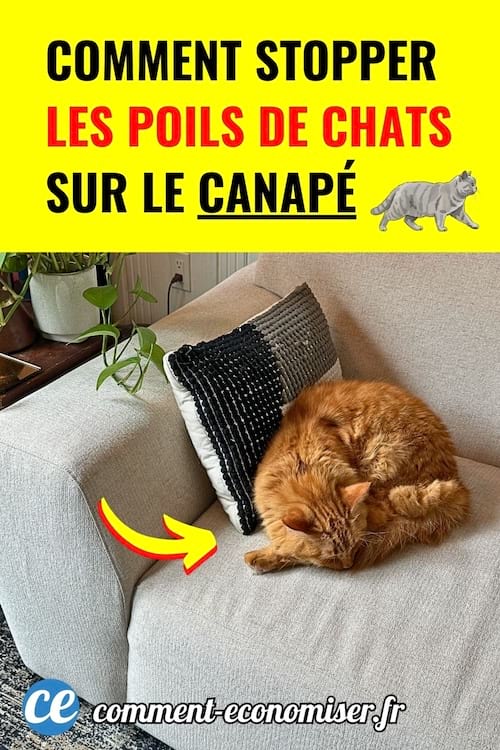 Chat roux couche sur un canape pour illustrer une astuce pour enlever les poils de chat sur le canape.