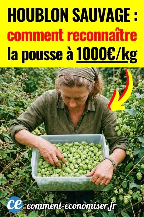 Femme r&eacute;coltant des c&ocirc;nes de houblon verts dans une bo&icirc;te en plastique au milieu des plants.