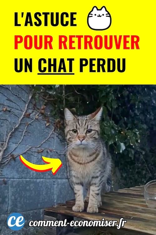 Chat tigre assis sur une table dehors pour illustrer une astuce pour retrouver un chat perdu.