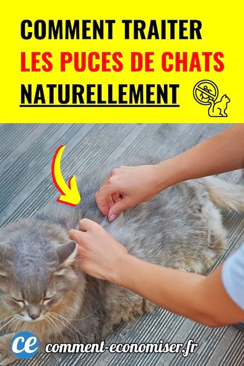 Une personne ecarte le pelage d&rsquo;un chat gris pour montrer comment traiter naturellement les puces.