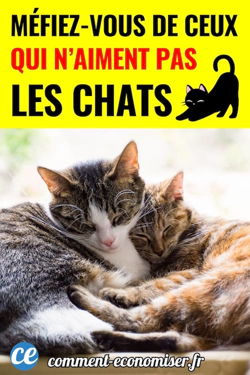deux chats dorment l'un contre l'autre