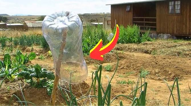 Une bouteille en plastique sur un piquet pour faire fuir les taupes