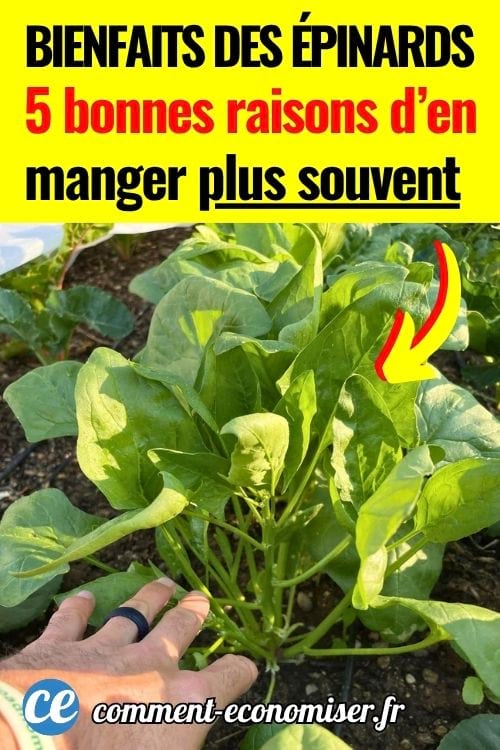 Main touchant un plant d&rsquo;&eacute;pinards vert dans un potager en plein soleil.