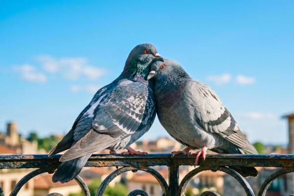 Deux pigeons affectueux blottis l'un contre l'autre sur une rambarde de balcon en fer forg&eacute;