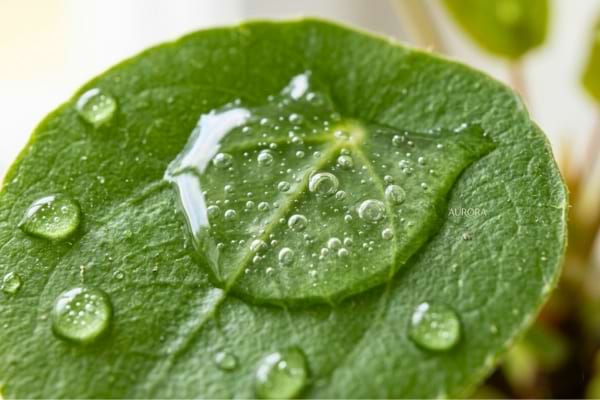 une texture de sérum en gel transparent avec de minuscules bulles, étalée sur une feuille verte fraîche