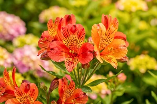 des fleurs d'Alstroemeria rouge et orange vif en plein soleil estival