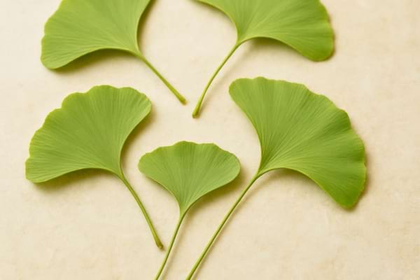 Feuilles de ginkgo biloba en forme d'&eacute;ventail, d'un vert tendre, 