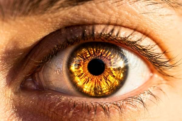 un &oelig;il aux reflets dor&eacute;s, cuivr&eacute;s et ambr&eacute;s, captant les rayons du soleil