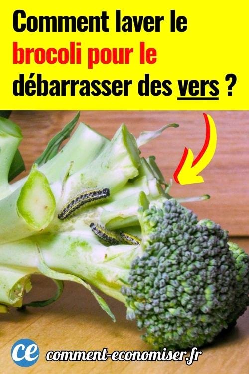 Chenilles ray&eacute;es sur une t&ecirc;te de brocoli fra&icirc;che pos&eacute;e sur une planche en bois.