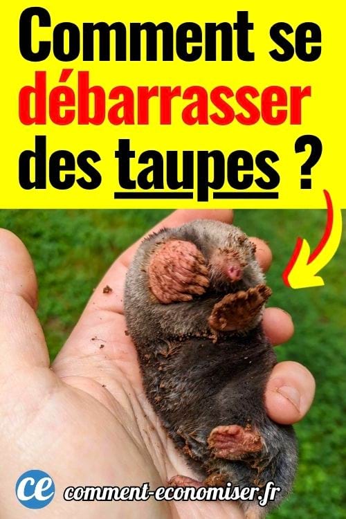 Taupe couverte de terre tenue dans une main, recroquevill&eacute;e, pattes visibles