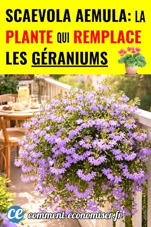 La SCAEVOLA AEMULA qui REMPLACE LES GÉRANIUMS sur les balcons