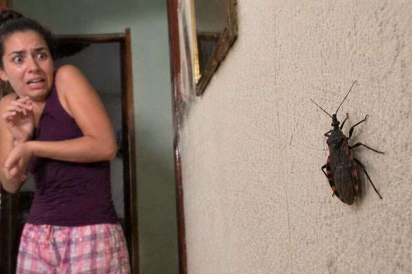 femme qui a peur d'une punaise triatomine sur un mur