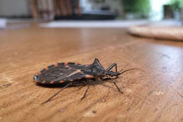 punaise triatomine