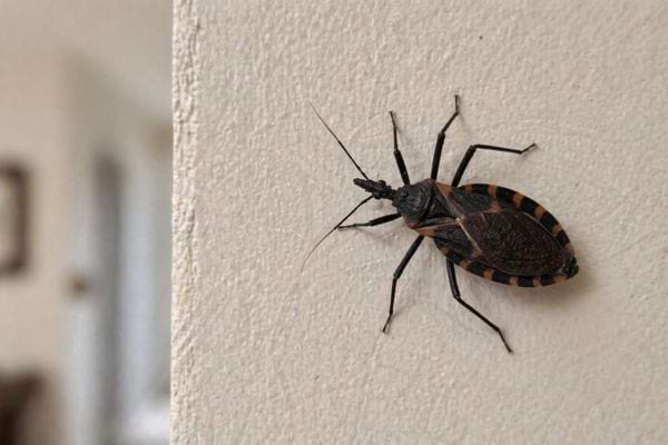 une punaise triatomine sur un mur