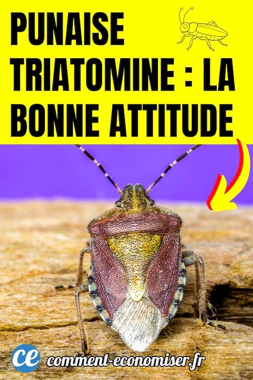 une punaise triatomine sur du bois