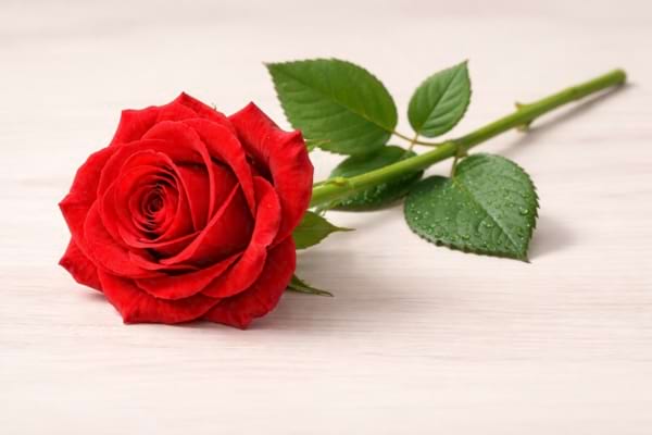 une rose rouge sur un fond en bois couleur claire