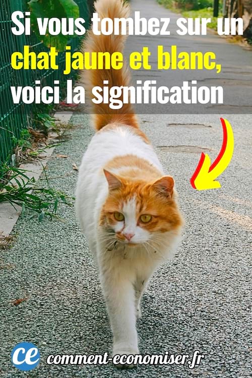 Un chat jaune et blanc qui marche dans la rue