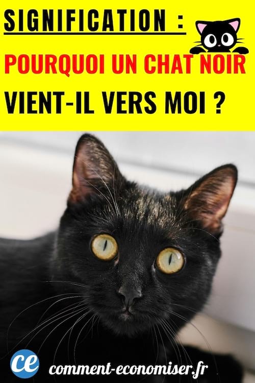 un chat noir